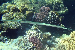 Fistularia commersonii - Flötenfisch (Weicher Flötenfisch)